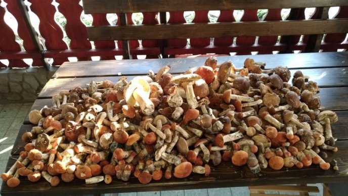 У лісах Закарпаття збирають щедрий грибний урожай – 03