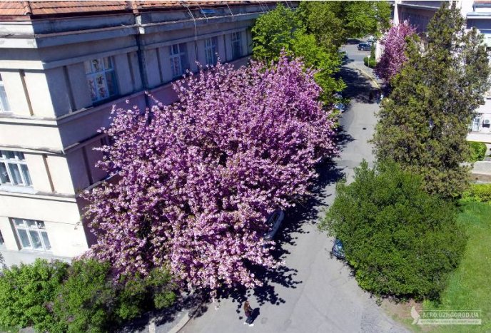 Ужгородські сакури сфотографували з висоти пташиного польоту – 01