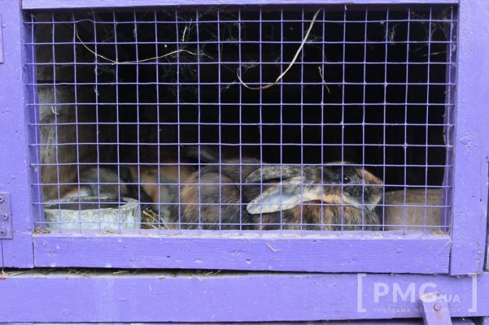 Закарпатець розводить кролів і непогано на цьому заробляє – 02