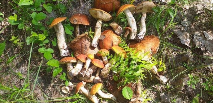 Грибний сезон: закарпатці діляться фотографіями із "тихого полювання" – 03