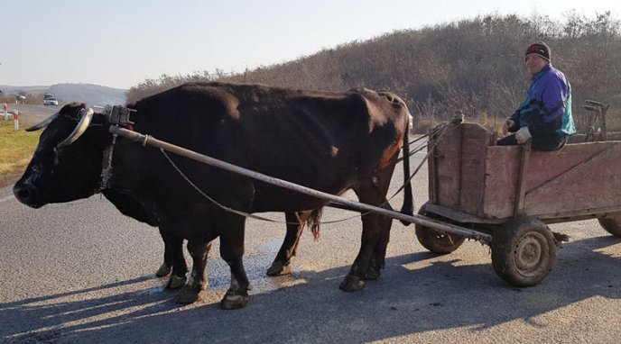Господар із Ужгородщини утримує рідкісних для Закарпаття волів, які знімались у фільмі – 02