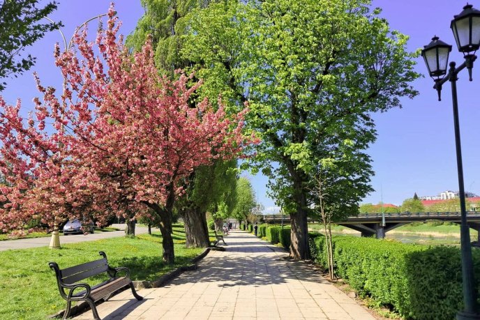 В Ужгороді пік цвітіння сакур: фото, які заворожують красою – 01 В Ужгороді пік цвітіння сакур: фото, які заворожують красою – 01