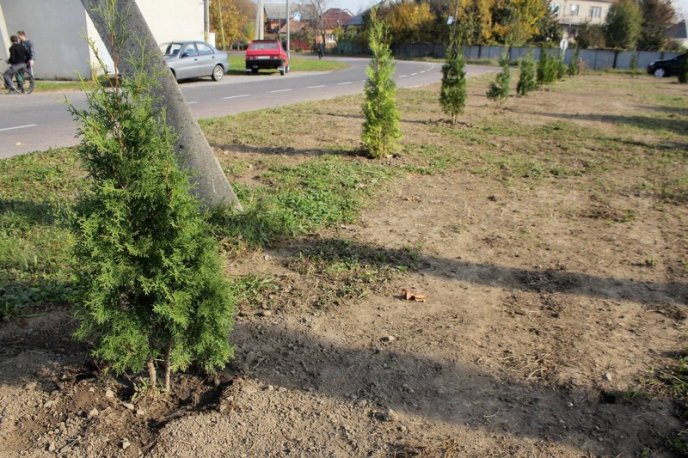 На одному з перехресть Мукачева провели благоустрій зеленої зони – 10