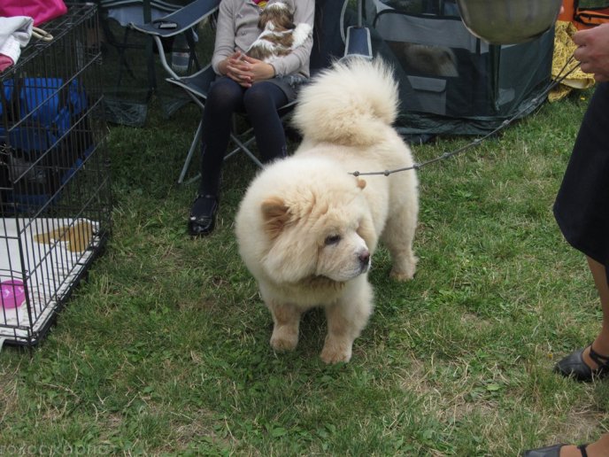 В селищі Чинадієво стартувала Всеукраїнська виставка собак усіх порід "Munkachi – 2016" – 05