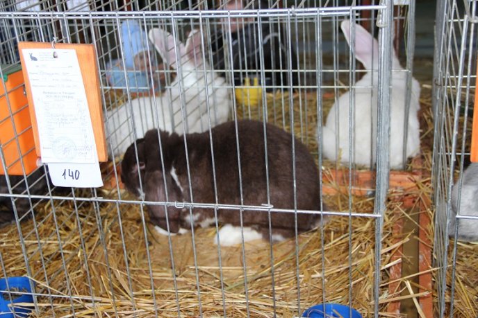 Найкрасивіших кролів показали ужгородцям (ФОТО) – 03