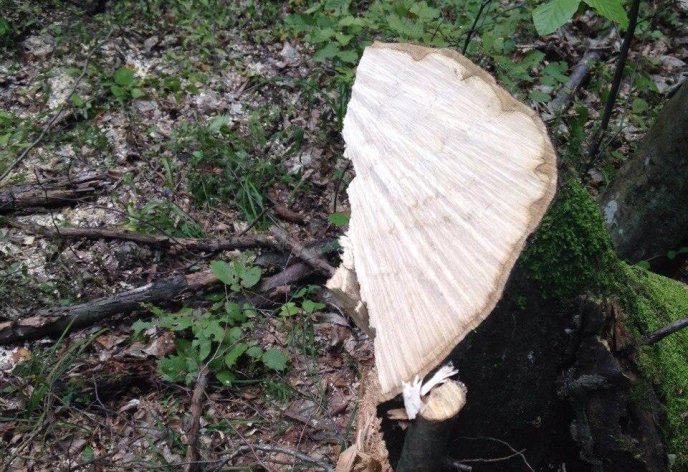 На Перечинщині "на гарячому" затримали лісорубів-нелегалів – 01