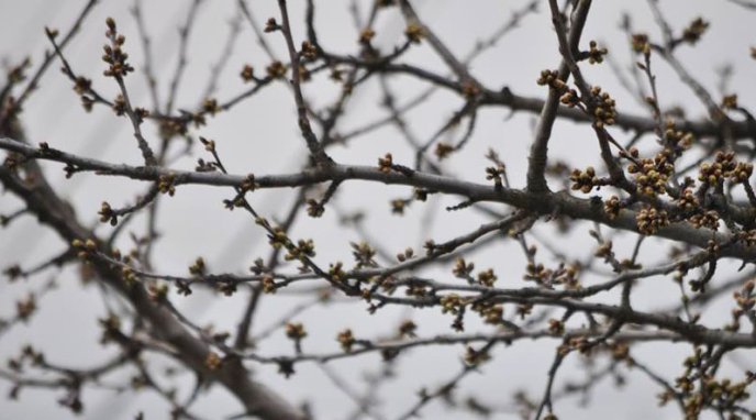 На Закарпатті почали квітнути абрикоси – 02