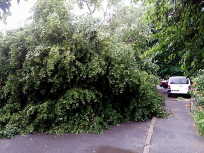 В одному з мікрорайонів Мукачева величезне дерево впало на машину – 06
