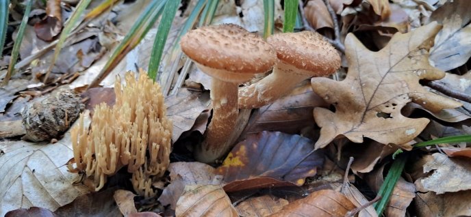 Грибний сезон продовжується: закарпатці діляться своїм «уловом» – 03