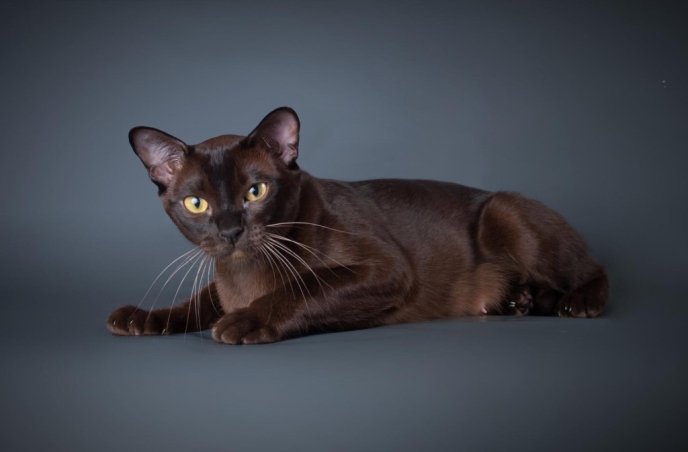 Кішки яких порід живуть найдовше, а з якими доводиться прощатися раніше – 02