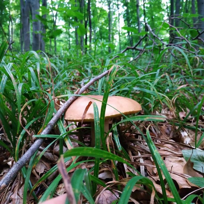Тихе полювання: де на Закарпатті вже збирають гриби – 06