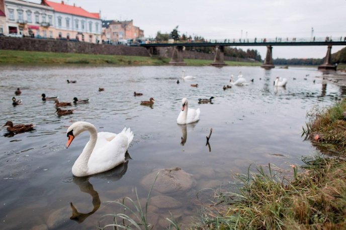 Королівські лебеді прилетіли до Ужгорода з Будапешта – 07
