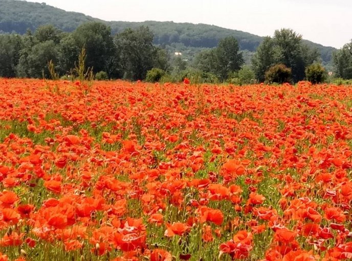 На Ужгородщині косять мальовниче макове поле – 03