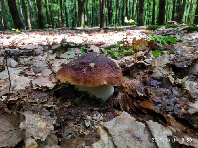 Грибний сезон: закарпатці в соцмережах діляться фотографіями із тихого полювання – 01