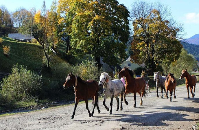В Ужгороді відкрили фотовиставку, присвячену життю та побуту в Карпатах (ФОТО) – 15