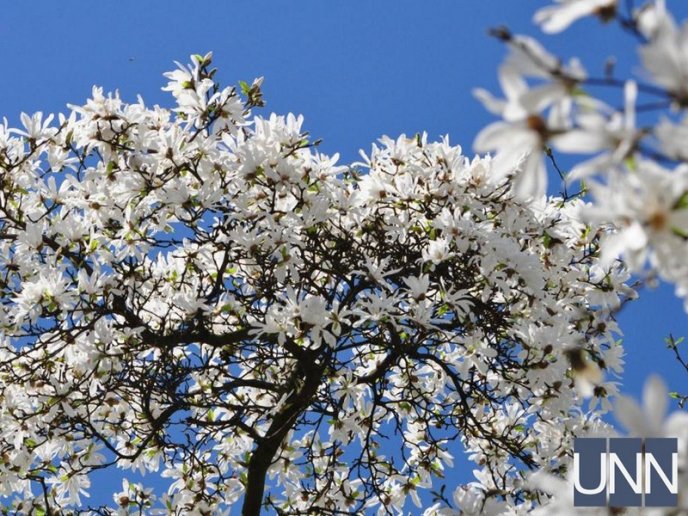 Ужгород потопає у цвіті магнолій – 03