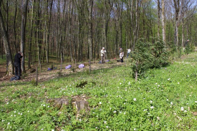У Шевченківській алеї, що на Ужгородщині, відомі закарпатці висадили нові дерева – 03