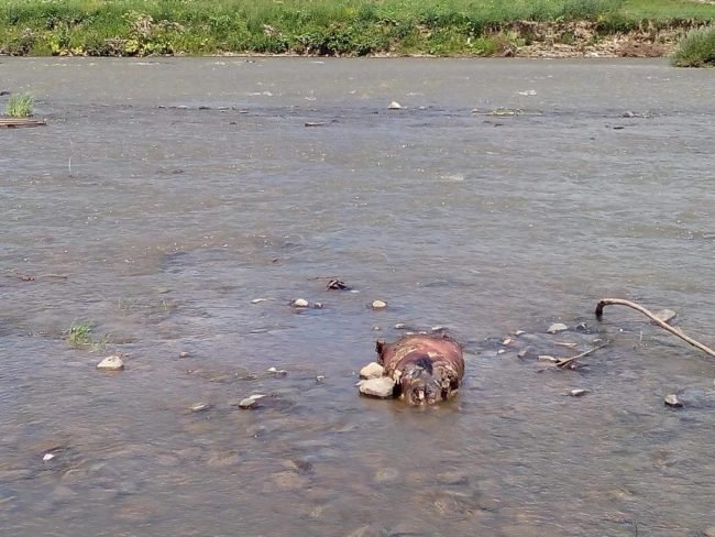 У Мукачеві в Латориці виявили труп – 02