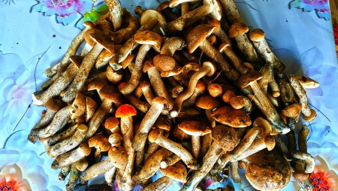 Грибний сезон на Закарпатті: в яких районах вже збирають гриби – 12 Грибний сезон на Закарпатті: в яких районах вже збирають гриби – 12