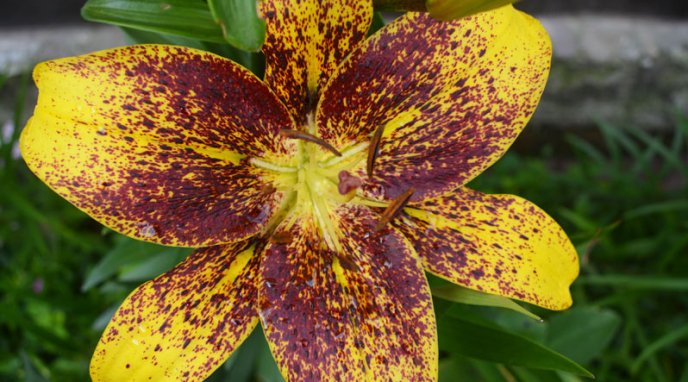 Закарпатка вирощує понад 30 видів різнокольорових лілій – 01