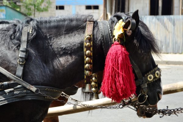 У Дубовому відбулись урочисті проводи отари на полонину – 04