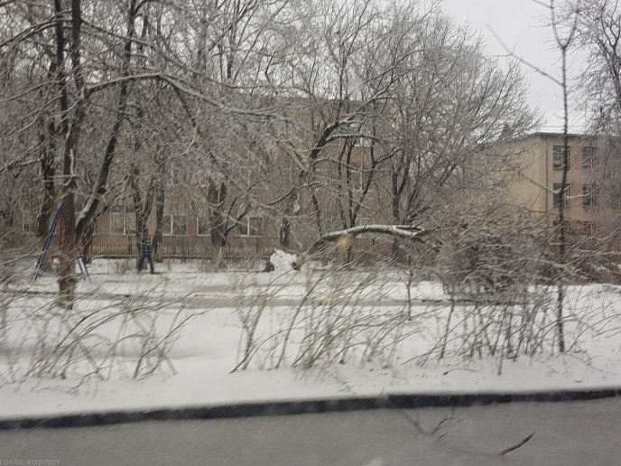 Наслідки негоди у Виноградові: повалені дерева, пошкоджені автомобілі та дах школи – 08