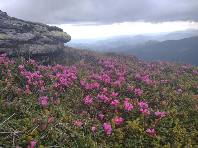 "Після дощу на Чорногорі": в мережі опублікували неймовірні кадри  – 02 "Після дощу на Чорногорі": в мережі опублікували неймовірні кадри  – 02