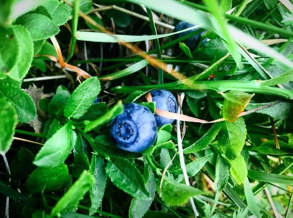 Відома російська співачка завітала на Закарпаття – 02