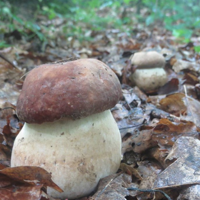 На Закарпатті вже збирають білі гриби – 01