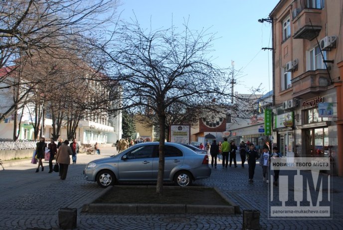 У Мукачеві розцвіла перша сакура (ФОТО) – 02