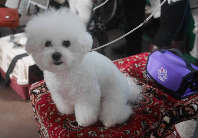 В обласному центрі стартувала міжнародна виставка собак – 01