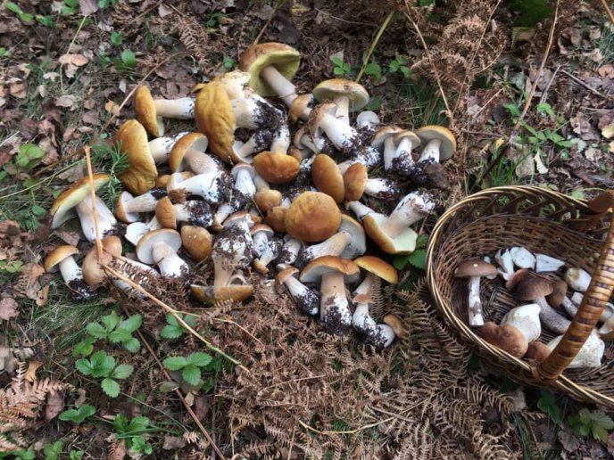 У лісах Закарпаття збирають щедрий грибний урожай – 17