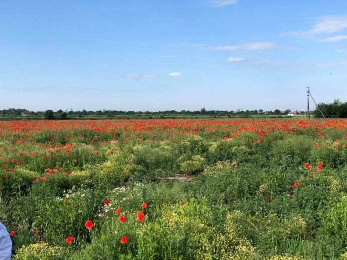 Нове місце для селфі: в інтернет-мережі показали фото мальовничого макового поля на Мукачівщині – 04