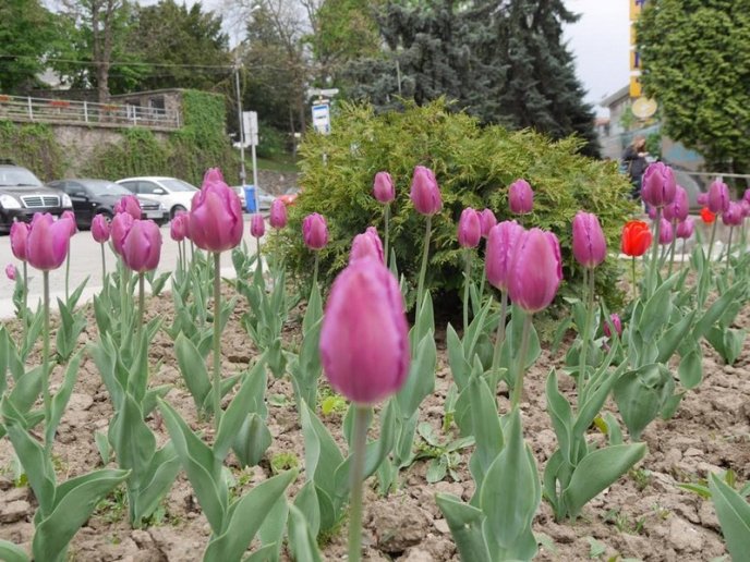 Ужгород заквітчали: посадили кілька сотень квітів – 01