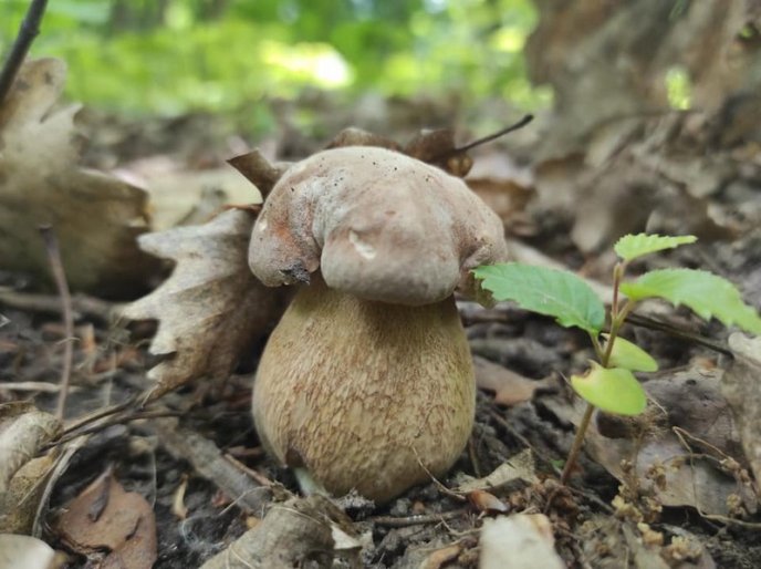 Грибний сезон на Закарпатті: відомо, в яких районах уже збирають лісові трофеї – 03