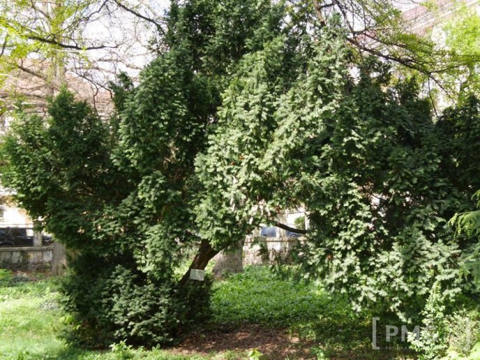 В Ужгороді чиновники посадили два екзотичні дерева – 11