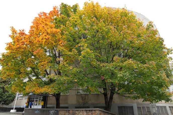 Мережу облетіли фото осіннього Ужгорода – 02