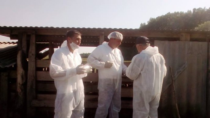 Спочатку тварин присипили, потім скинули у скотомогильник, далі спалили: як на Мукачівщині свиней утилізовують – 01