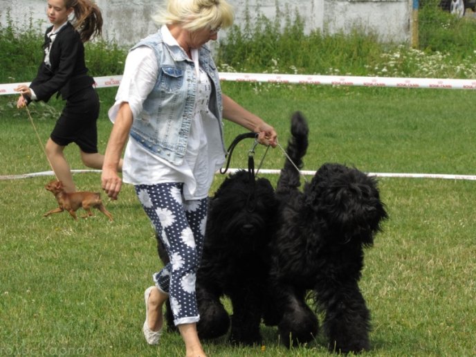 В селищі Чинадієво стартувала Всеукраїнська виставка собак усіх порід "Munkachi – 2016" – 06