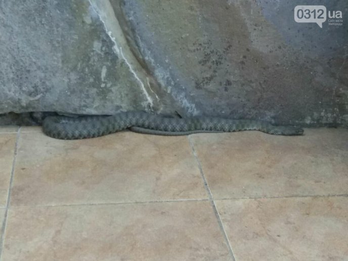 В Ужгороді у приватний будинок заповзла змія – 02