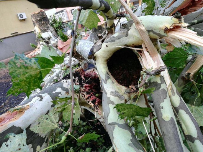 У Мукачеві на території однієї з шкіл вирубали гнилі дерева – 03