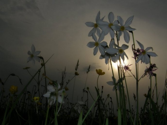 Італійське видання написало про закарпатську Долину нарцисів – 09