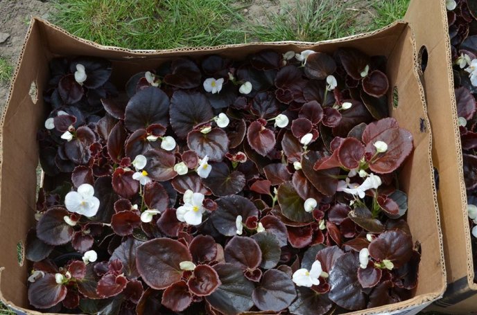 У центрі Мукачева висаджують квіткові клумби – 03 У центрі Мукачева висаджують квіткові клумби – 03