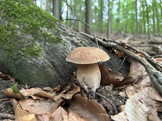 Грибний сезон у розпалі: в яких районах Закарпаття вже збирають гриби – 02