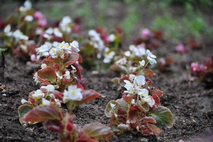 Ужгород буяє квітковим різнобарв’ям – 06