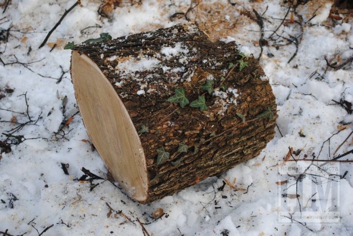 У Комсомольському парку Мукачева вирубують дерева (ФОТО) – 06