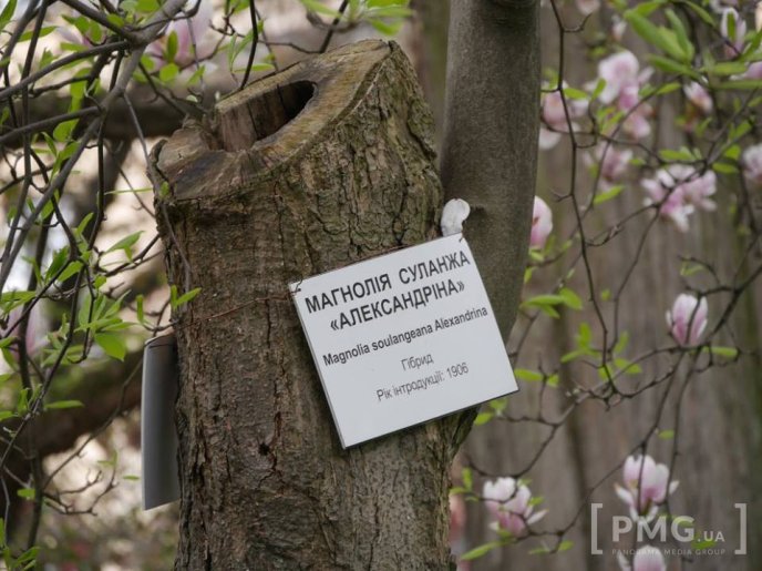 В Ужгороді чиновники посадили два екзотичні дерева – 15