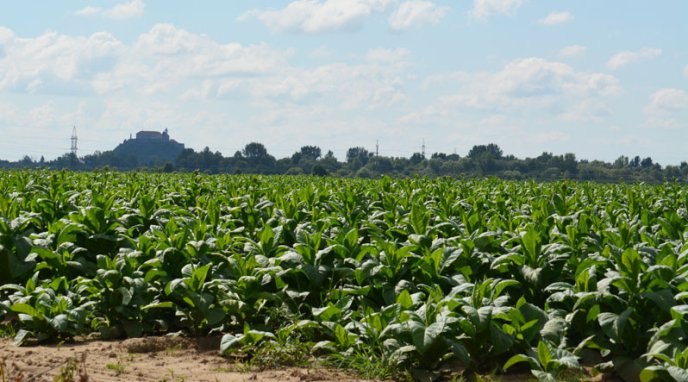 Як біля Мукачева тютюн вирощують – 01