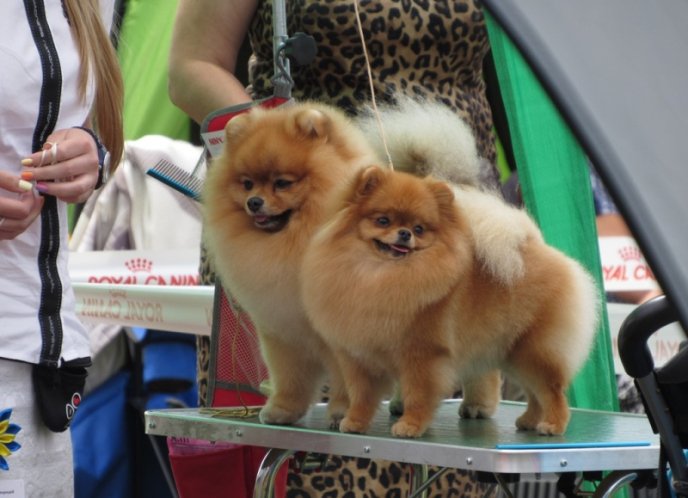 В селищі Чинадієво стартувала Всеукраїнська виставка собак усіх порід "Munkachi – 2016" – 01