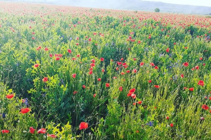 У Мукачеві з’явилася неймовірна локація для фото – 04 У Мукачеві з’явилася неймовірна локація для фото – 04